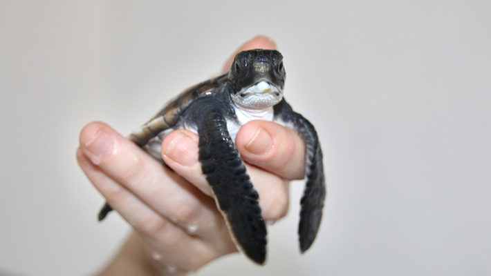 Green Turtle hatchling. Photo: Paul Fahy