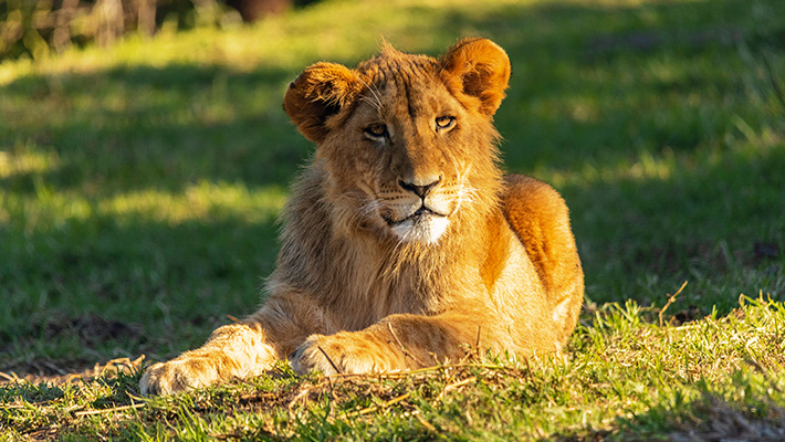 Lioness at Taronga Zoo