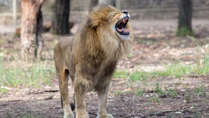 A male lion exhibiting the Flehmen Response at Taronga Western Plains Zoo