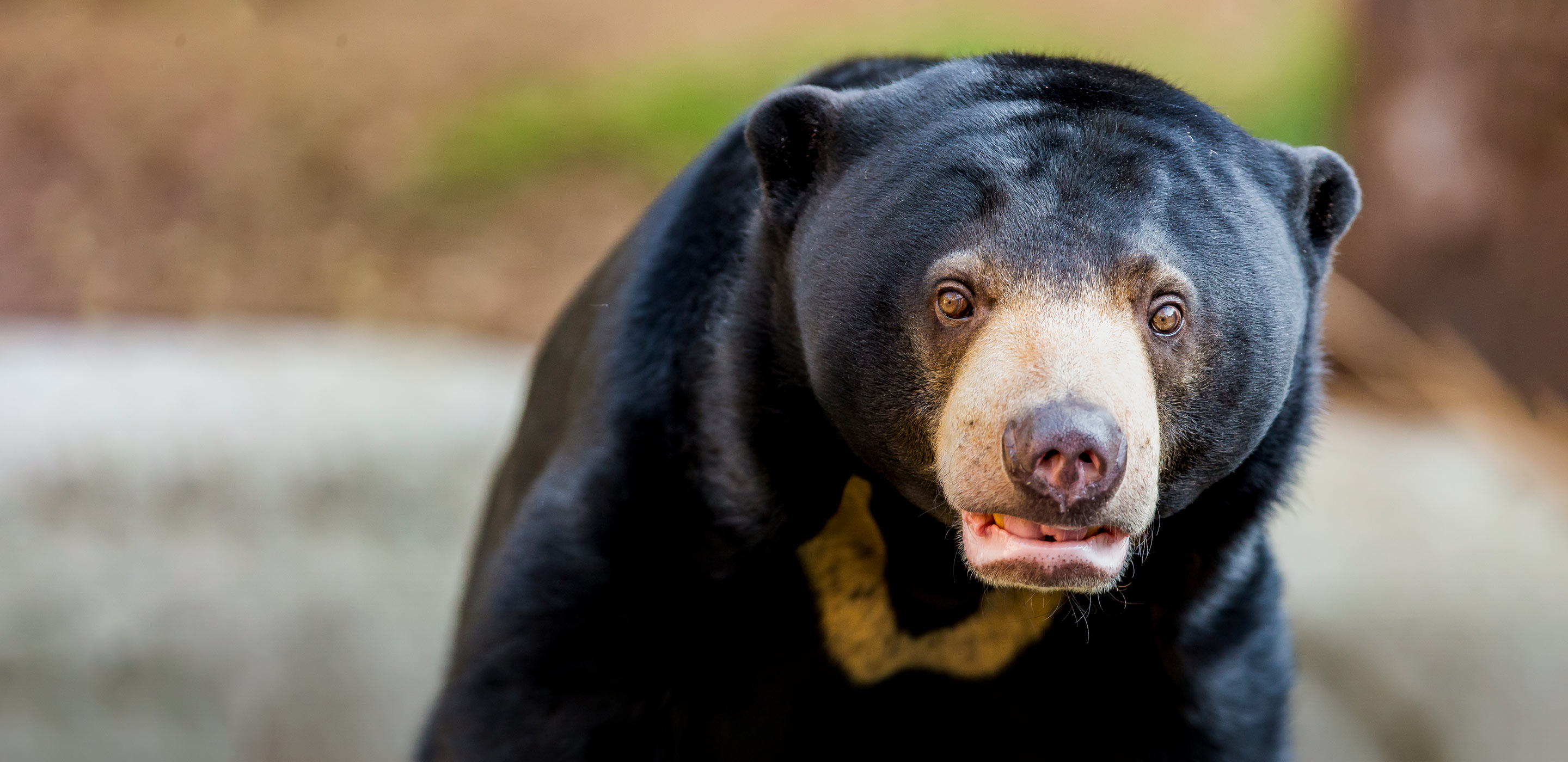 Sun bear