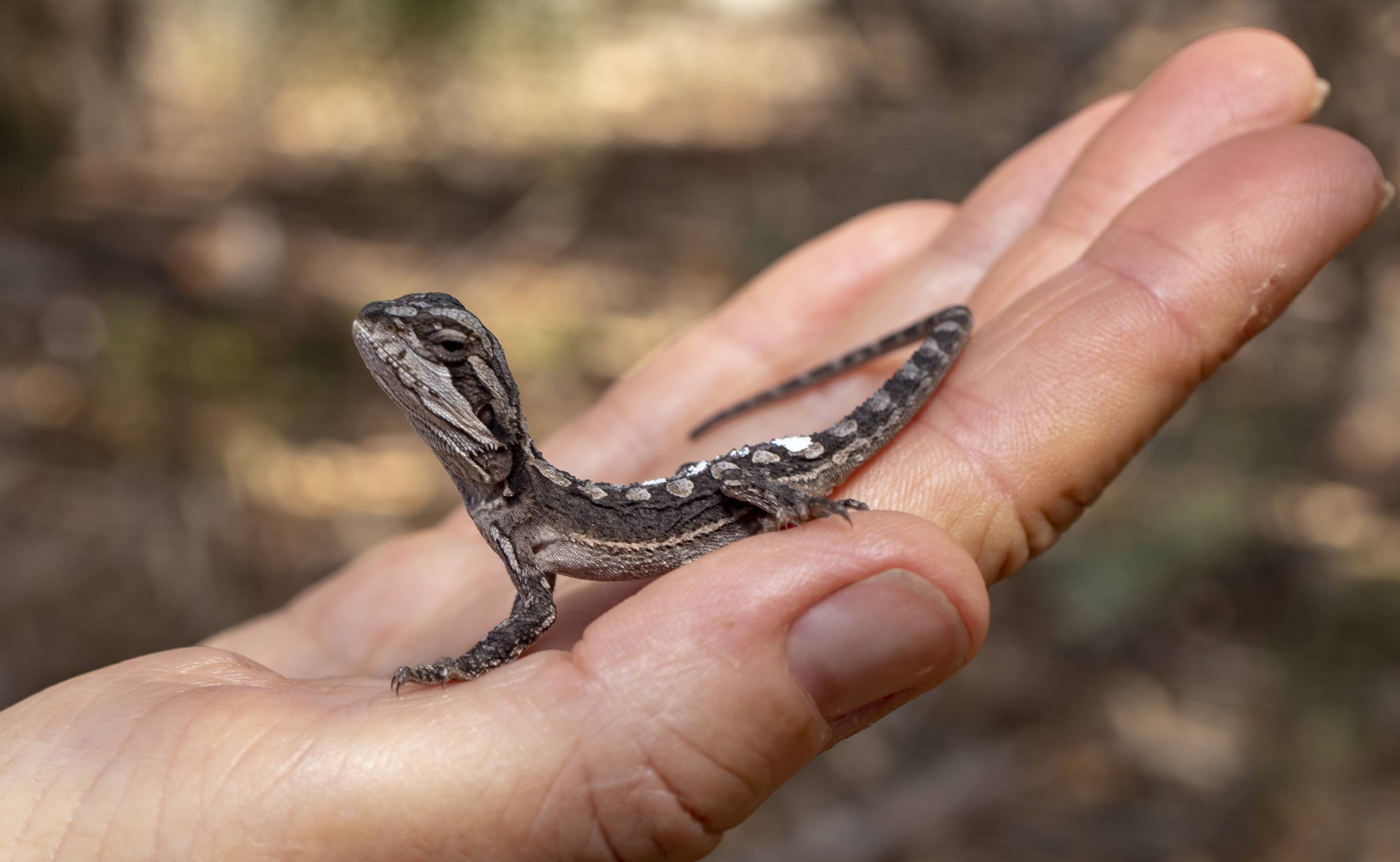 Infrarød Forud type Labe Baby Bearded Dragons released | Taronga Conservation Society Australia
