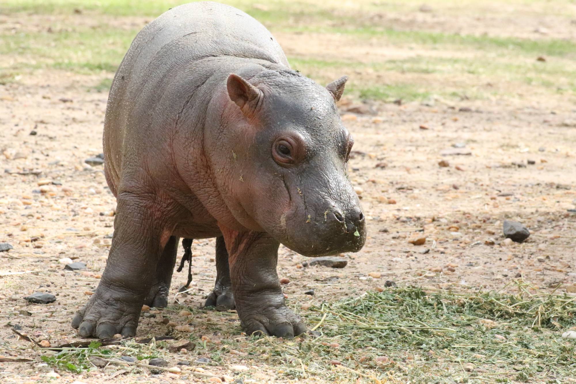 Male Hippo calf
