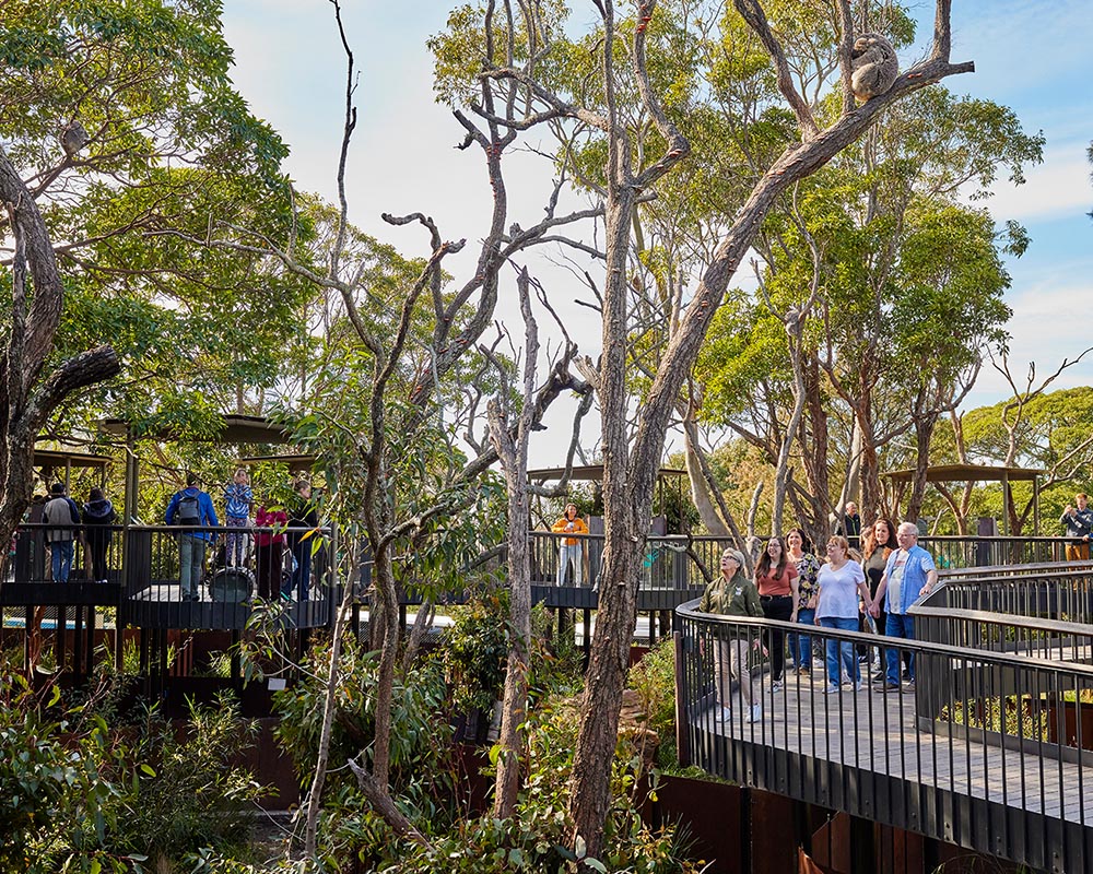Koala Country