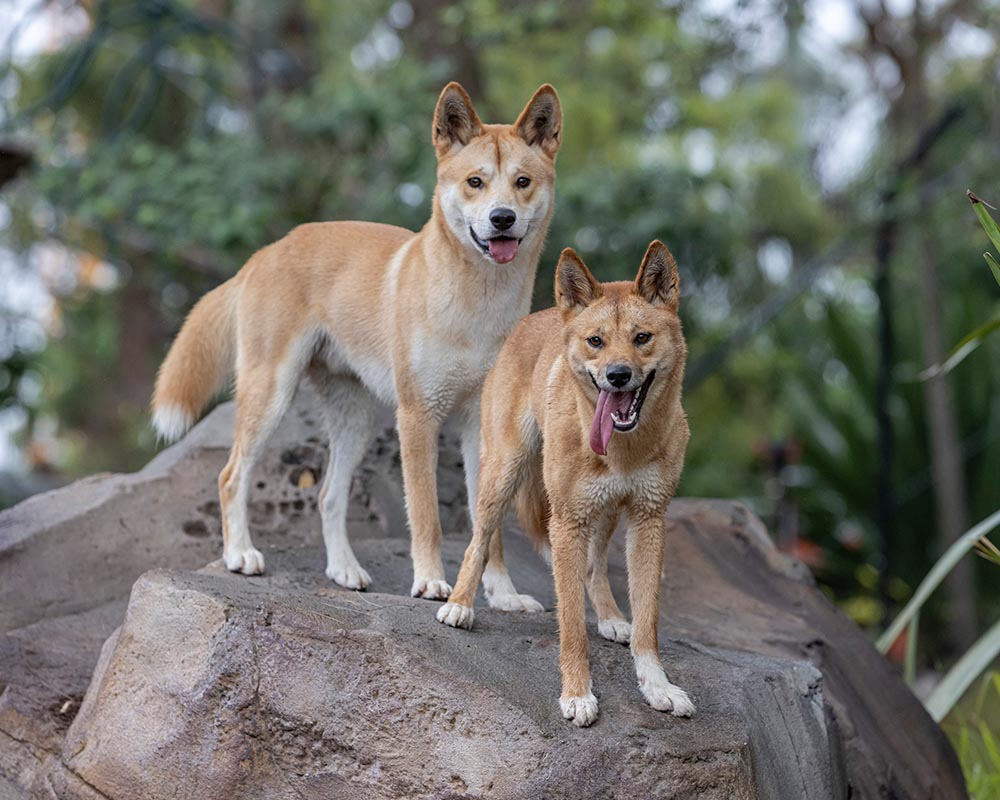Dingo