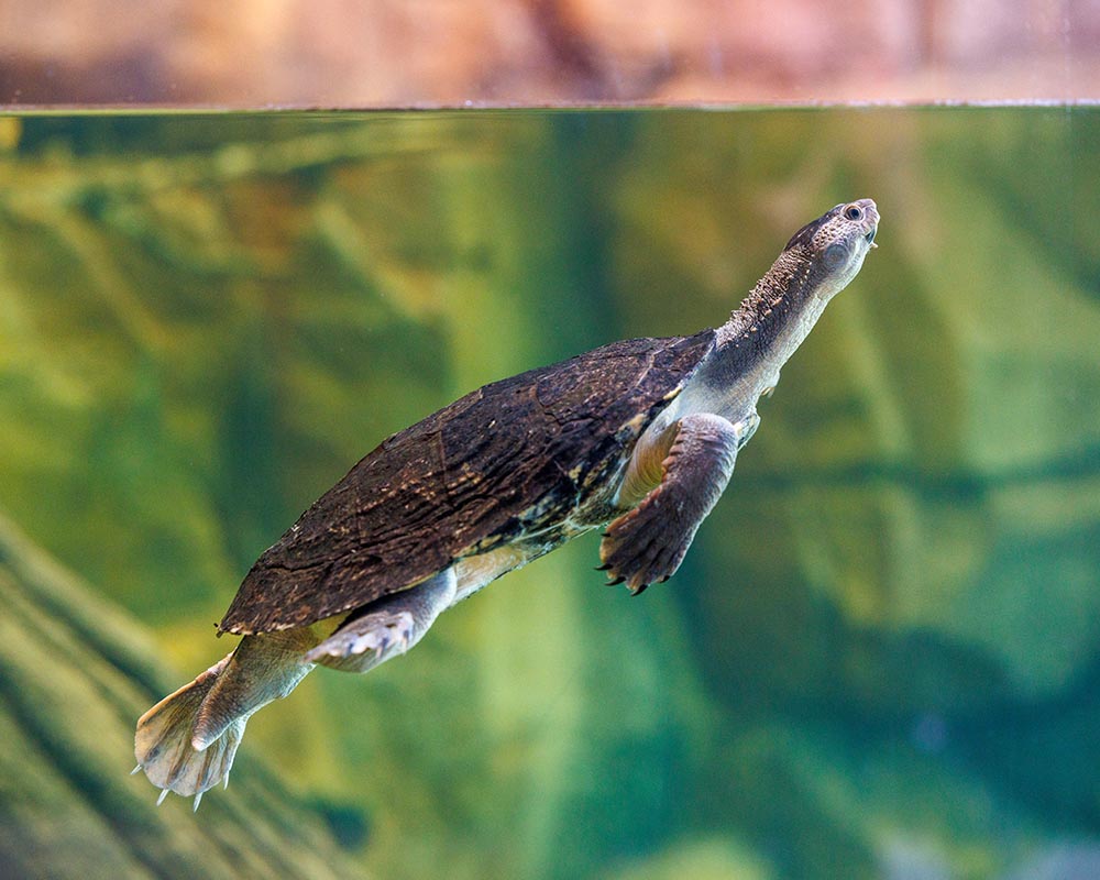 Mary River Turtle