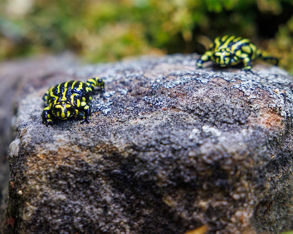 Corroboree Frog