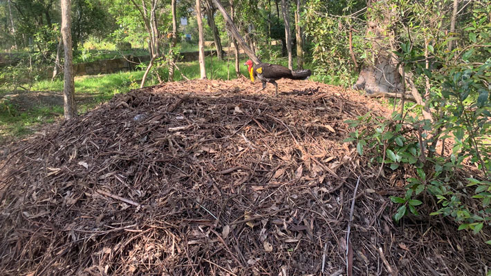 Brush-turkey nest; males build mounds May-August and tend their mound until February, chicks hatch from October to February.