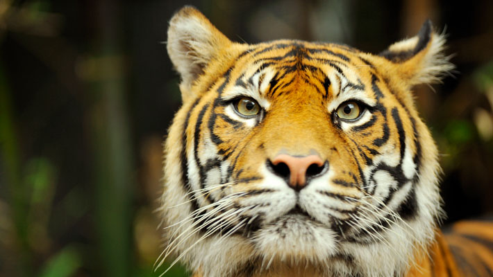 Sumatran Tiger. Photo: Chris Kara