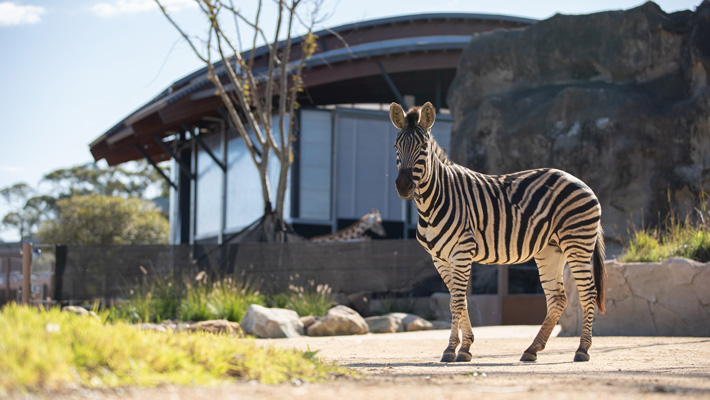 Zebra at Taronga Zoo Sydney.