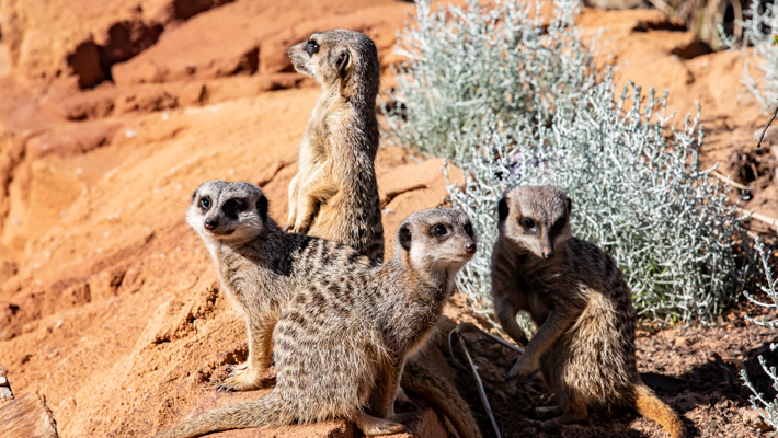 Meerkats at Taronga Zoo Sydney.