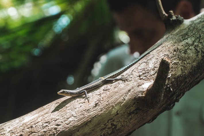 Skink