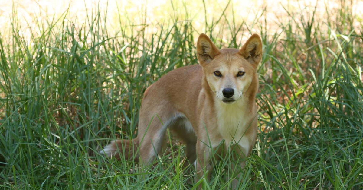 Dingo? Bingo! How you can help dingo research from your home
