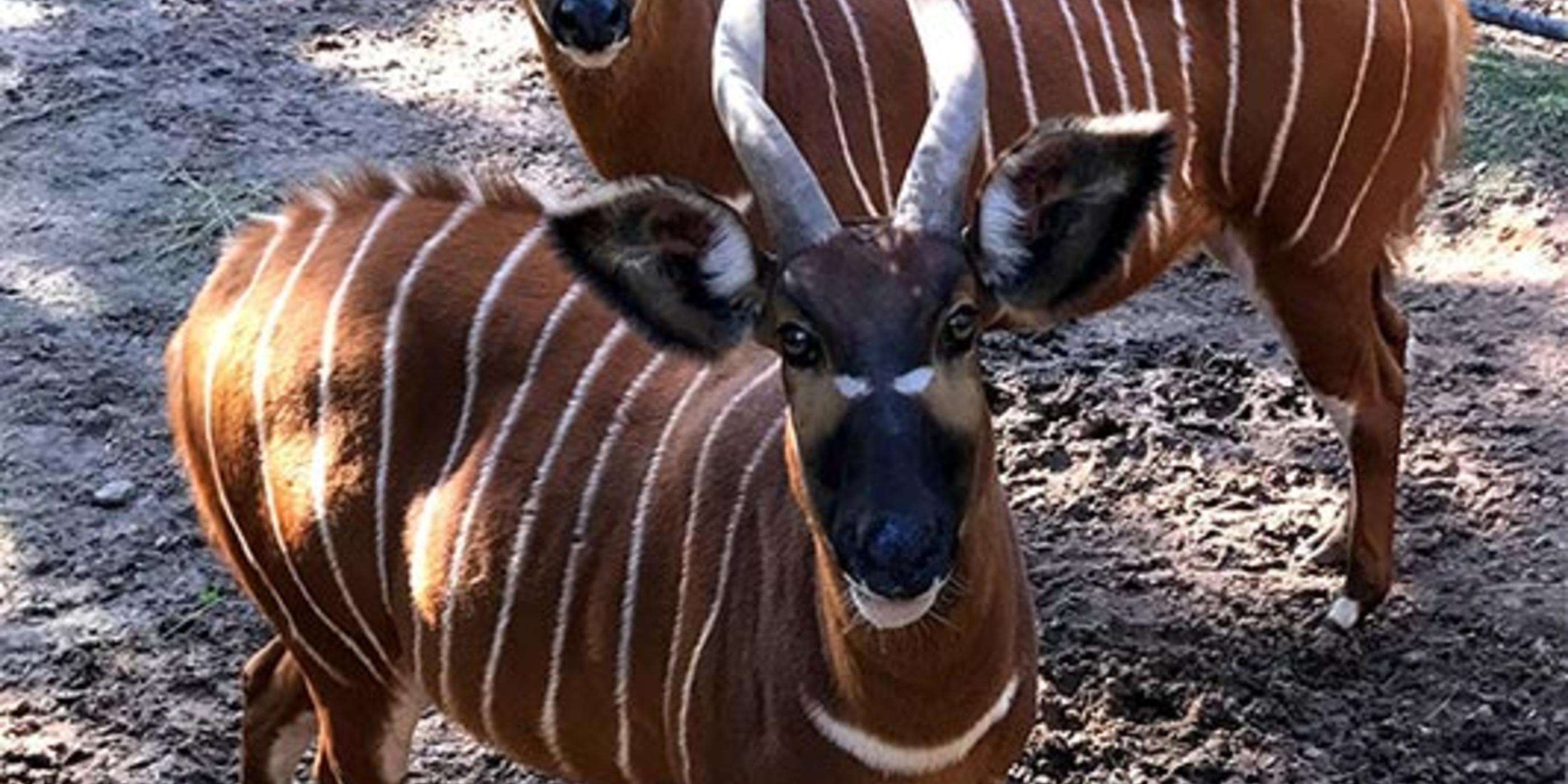 Bongo breeding program – Maisha meets a male | Taronga Zoo