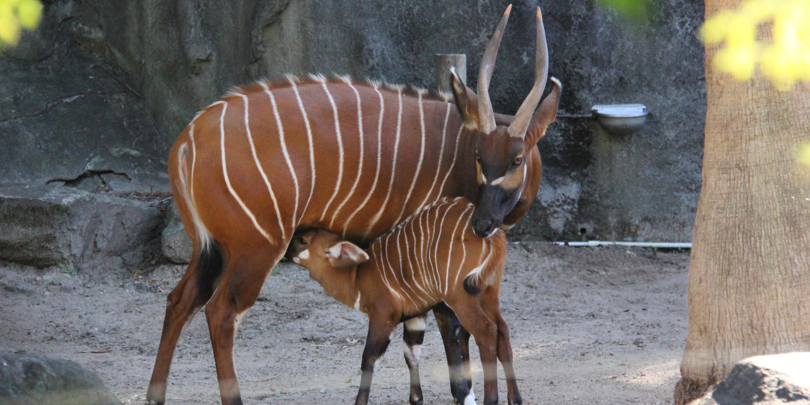 Bongo birth boosts Australasian breeding program | Taronga Zoo