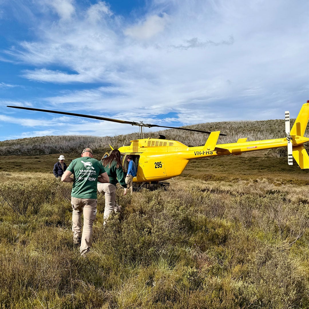 Image of Marking Taronga&rsquo;s 20 Years on the Frontline for one of Australia&rsquo;s Rarest Frogs