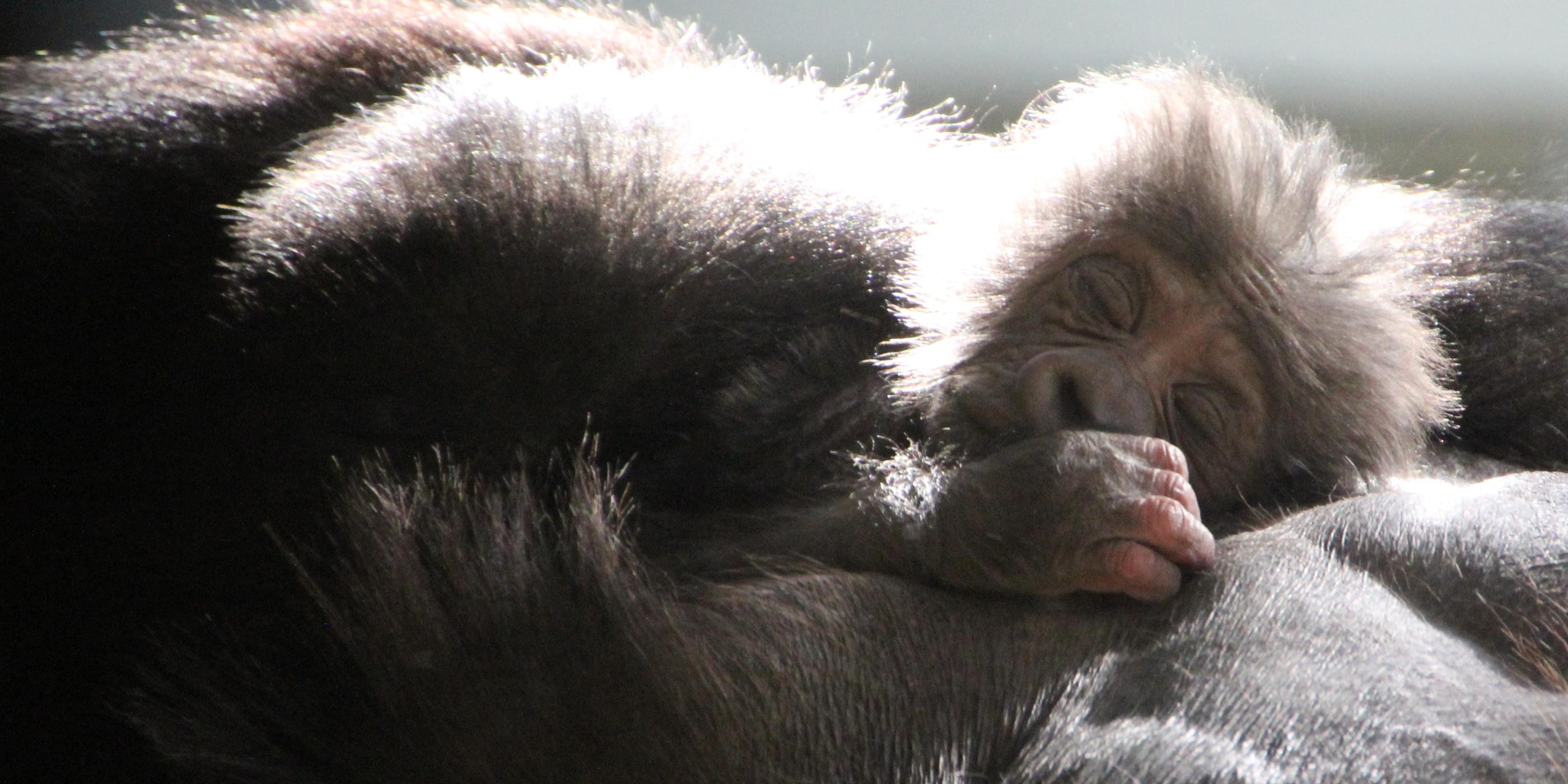 Gorilla baby born at Taronga