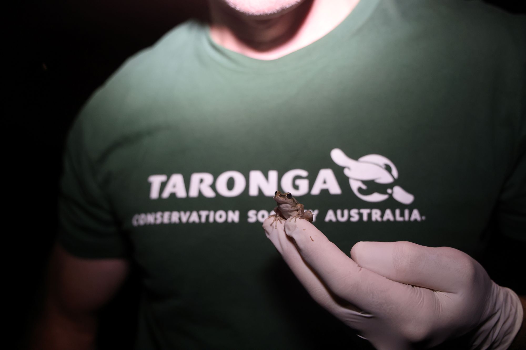 Image of Record release leaps Booroolong Frog back from the brink&nbsp;