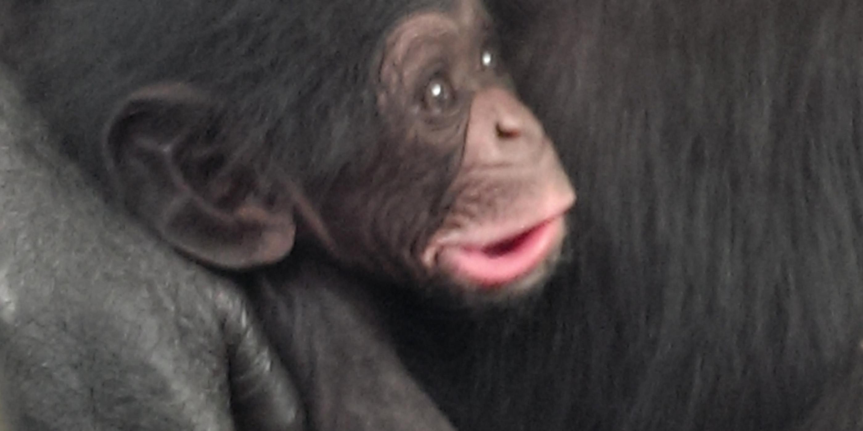 Chimpanzee baby born at Taronga