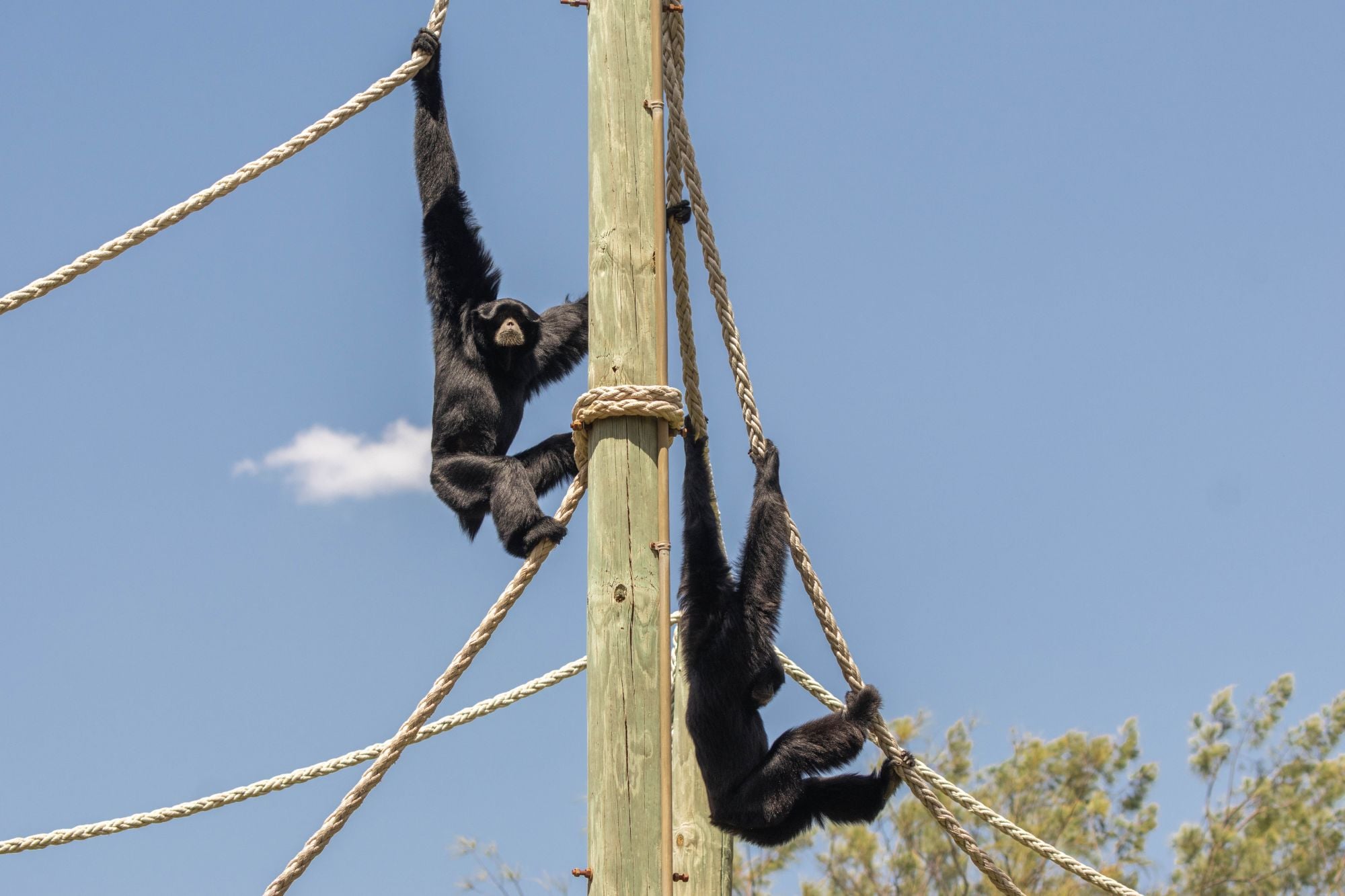 Image of Call of the Siamangs echoes this Easter