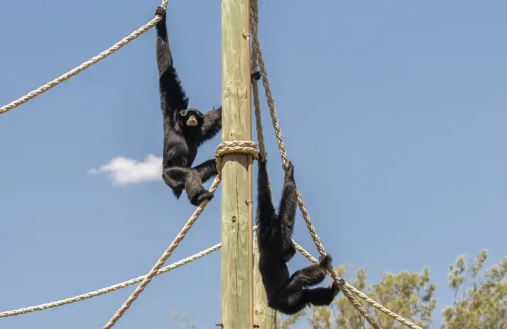 Image of Call of the Siamangs echoes this Easter