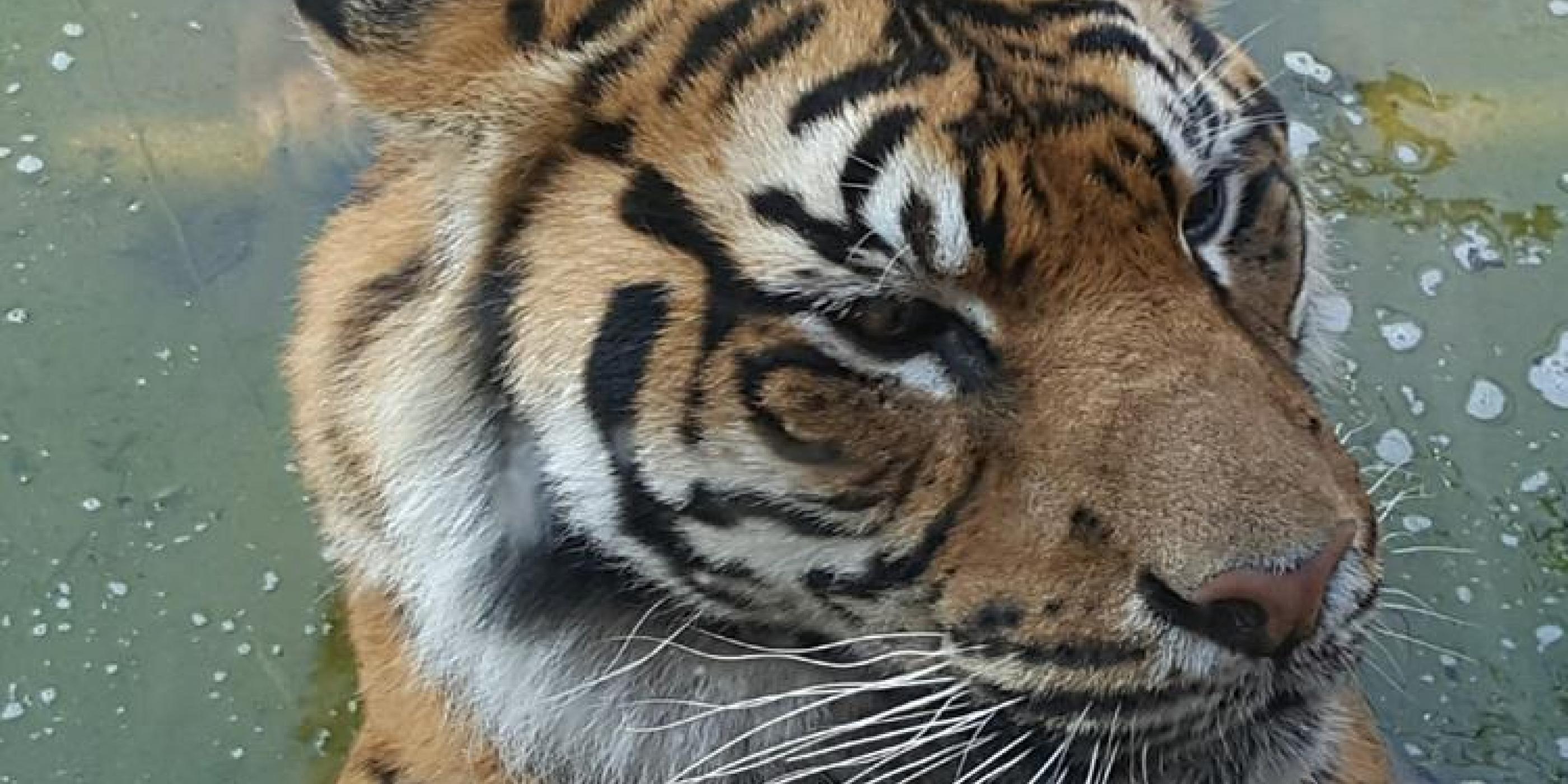 As the temperature heated up, Taronga Zoo’s animals played it cool ...