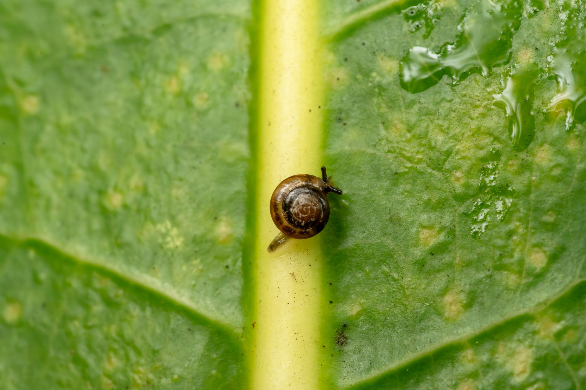 Image of Big comeback for tiny creatures: critically endangered snails returned to the wild on Norfolk Island