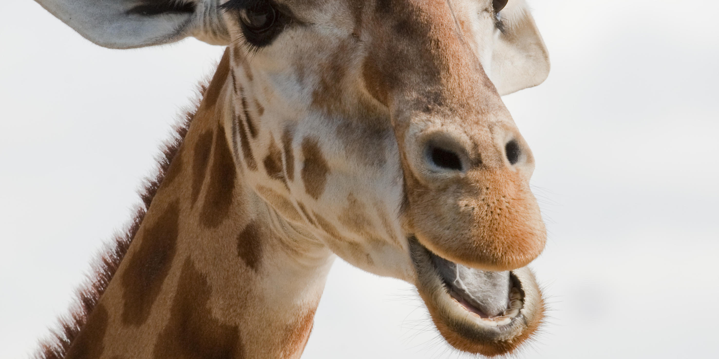 A morning in the life of a giraffe keeper | Taronga Zoo