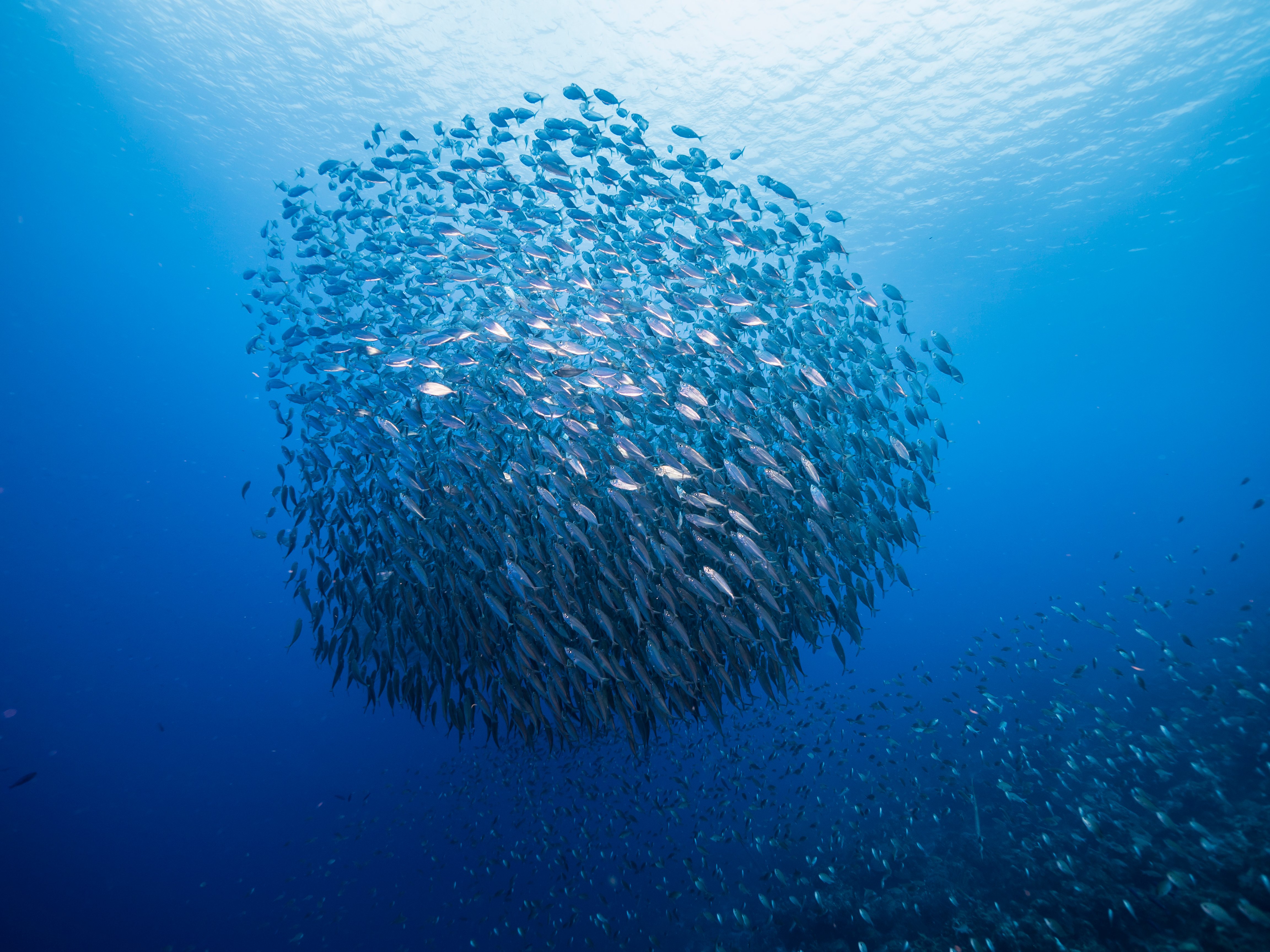 Image of How you can help prevent overfishing&nbsp;