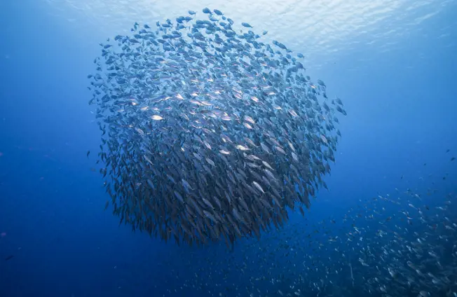Image of How you can help prevent overfishing 
