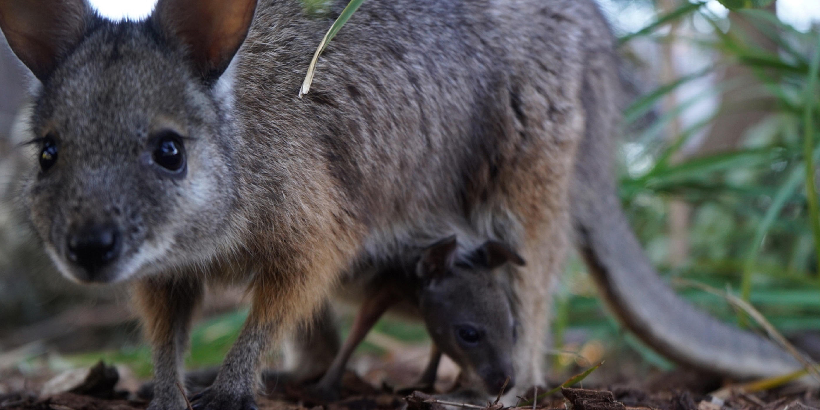 New arrival at the Wildlife Retreat