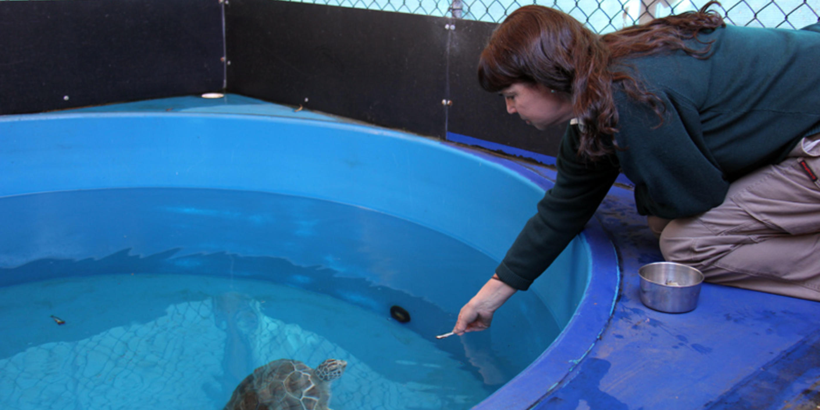Taronga Wildlife Hospital Takes Action on World Turtle Day | Taronga Zoo