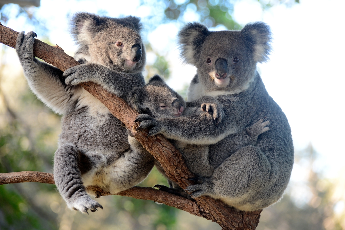 Two koala in tree