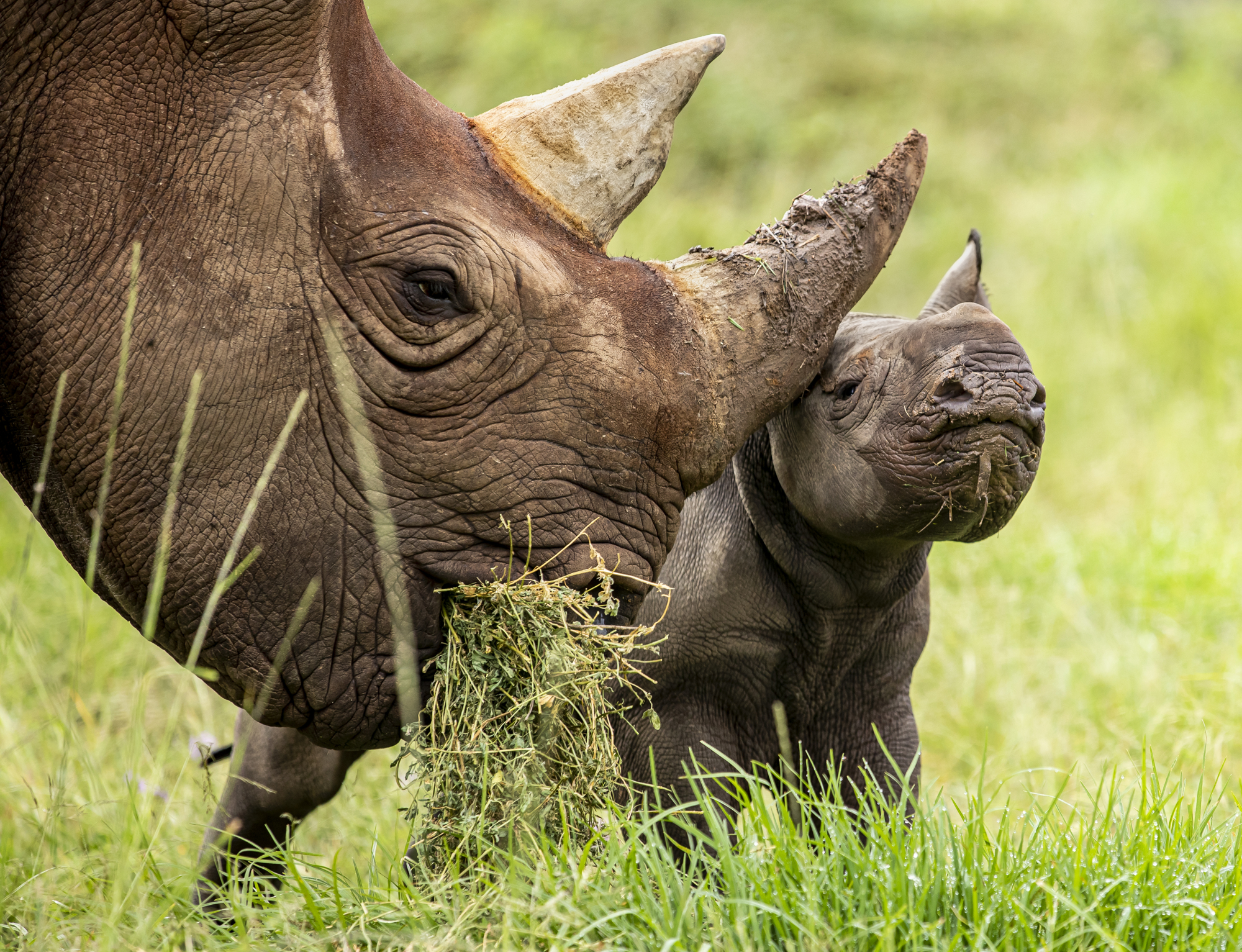 Rhino calf with mother in grass