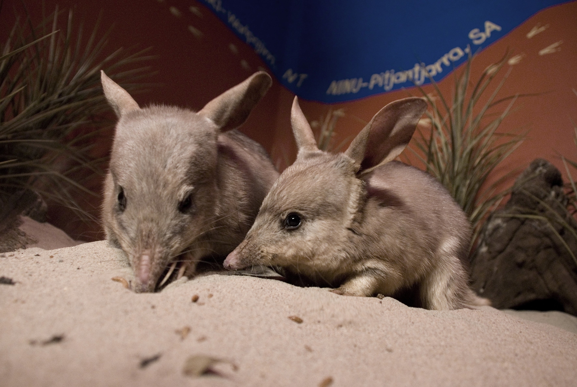 Two greater bilbies
