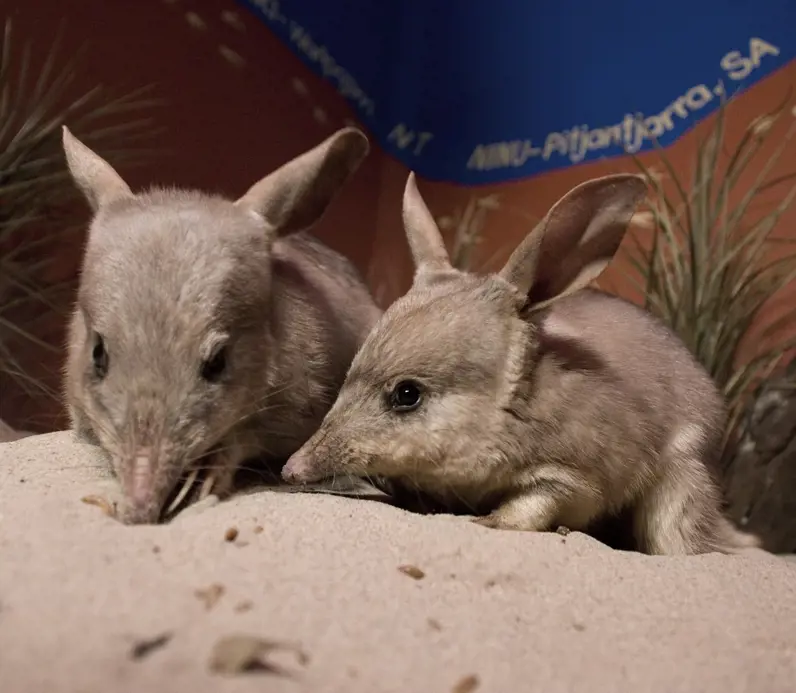 Two greater bilbies