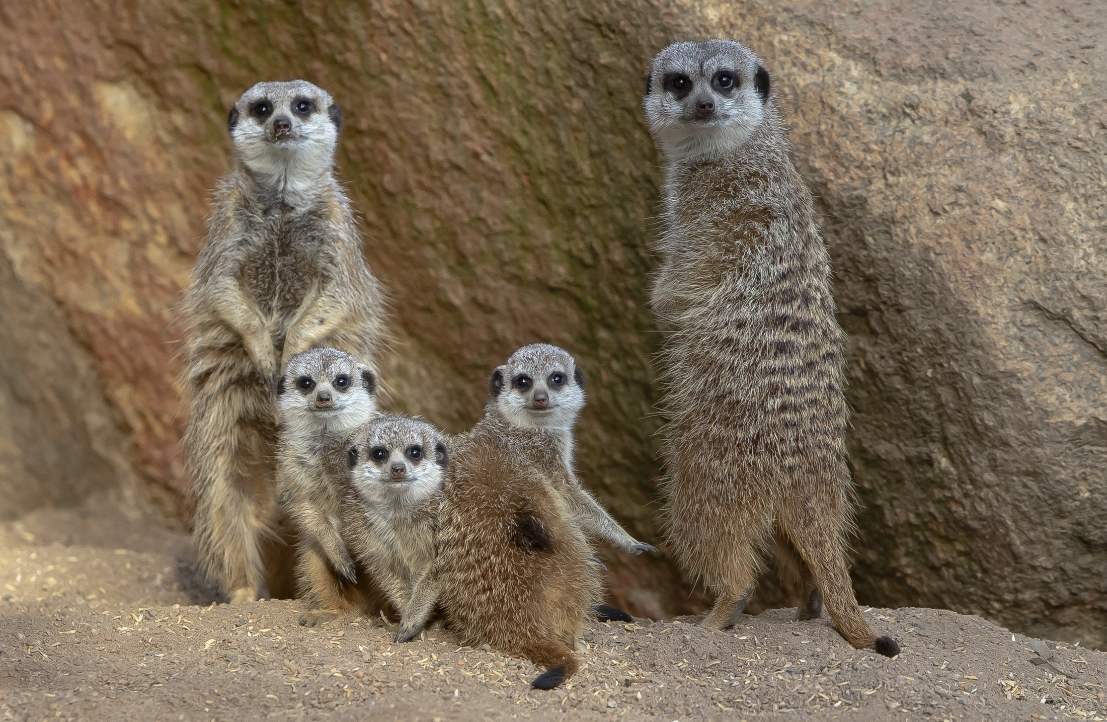 Family of meerkats 