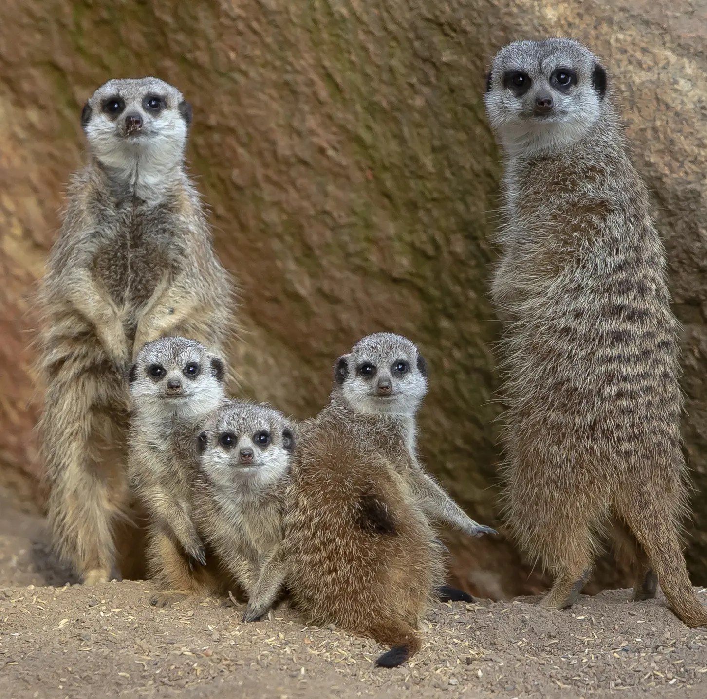 Family of meerkats