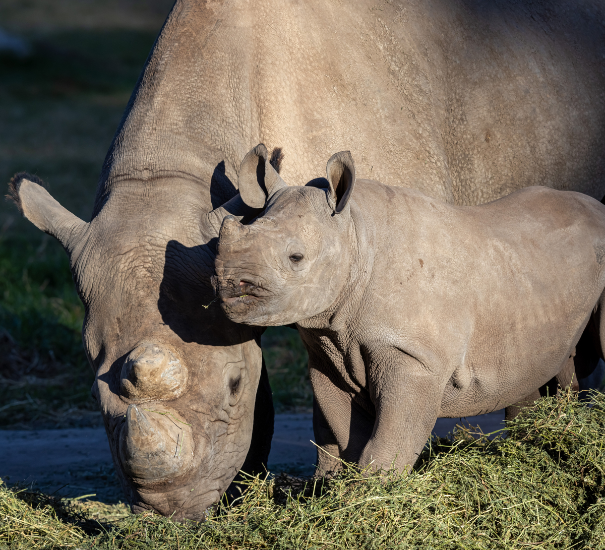 Black Rhino Calf with mother