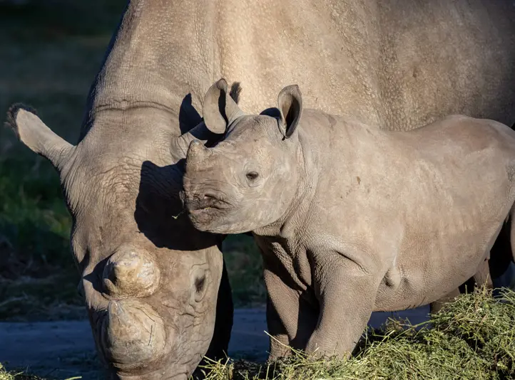 Black Rhino Calf with mother