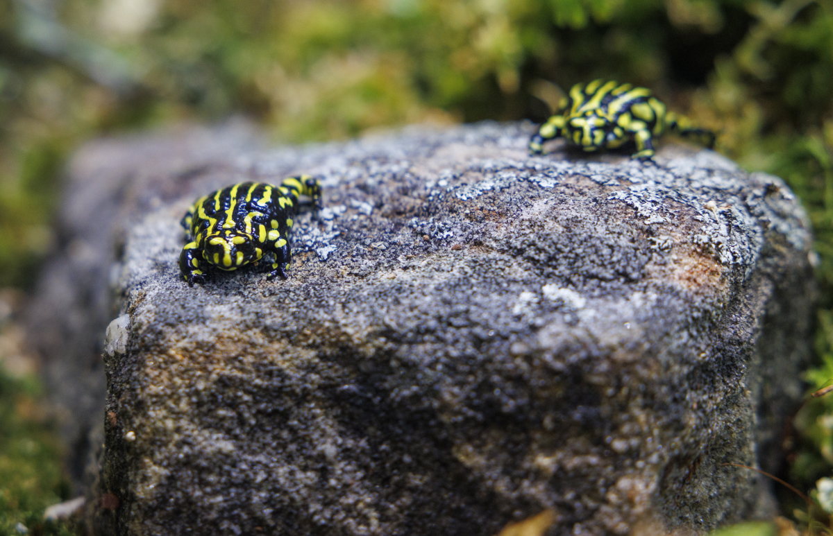 Corroboree Frogs on rock