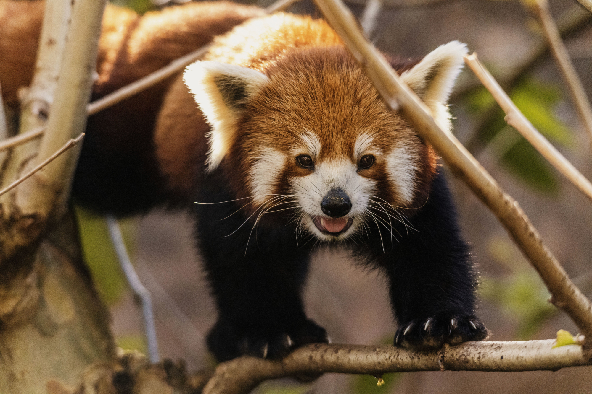 Red panda on branch