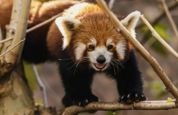 Red panda on branch