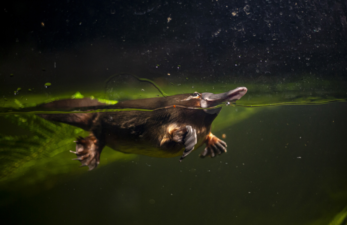 Platypus in water