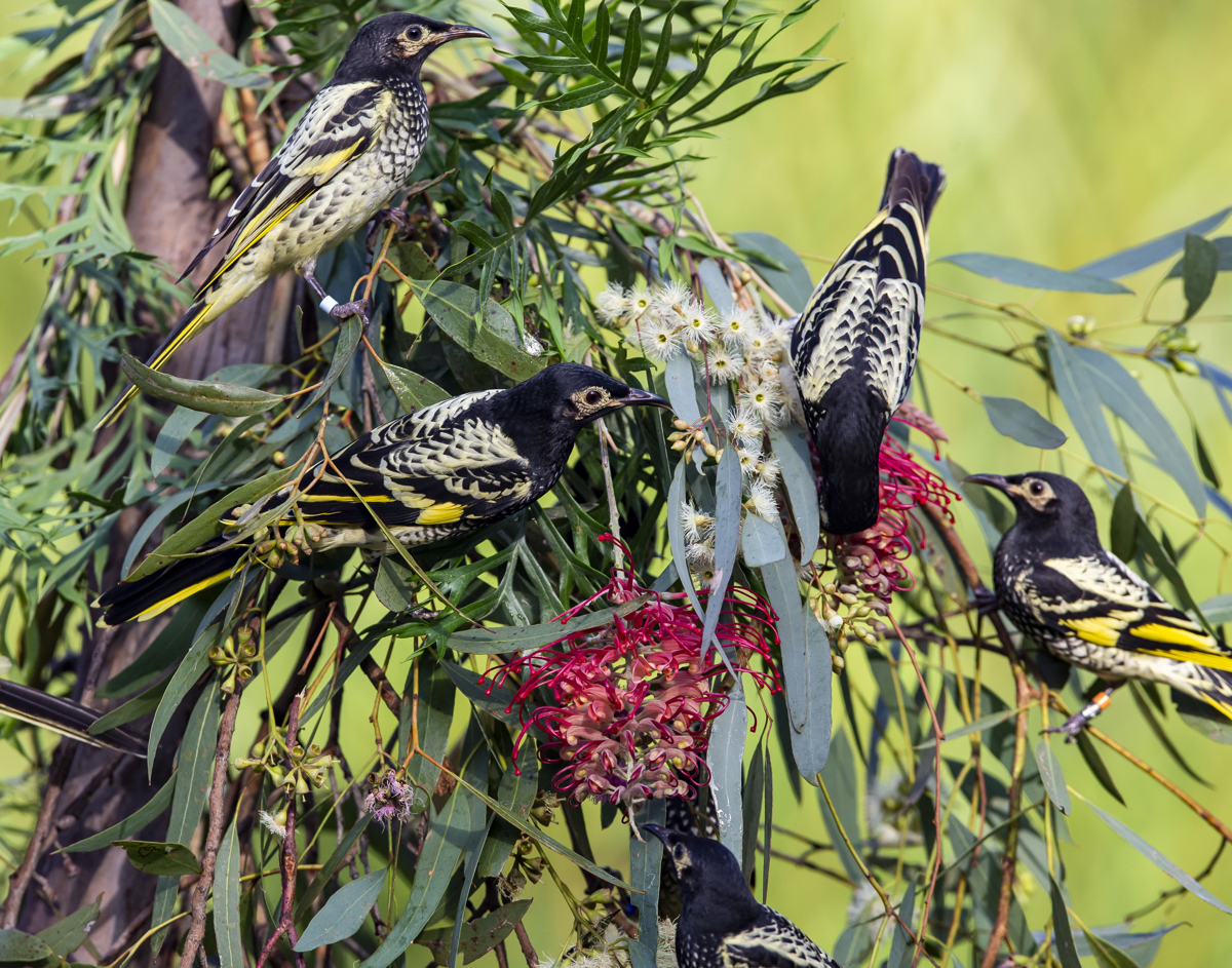 Regent Honey Eaters in a tree 
