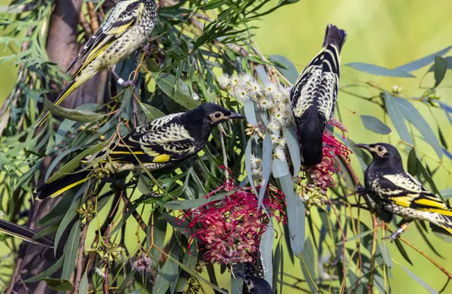 Regent Honey Eaters in a tree