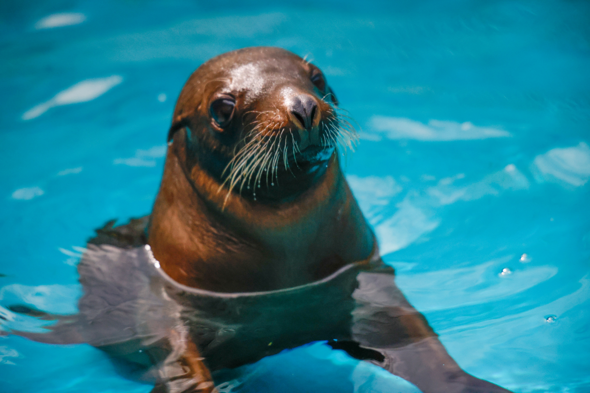 Australian Sea Lion Pup at Sydney