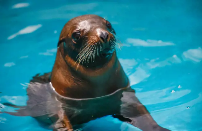 Australian Sea Lion Pup at Sydney