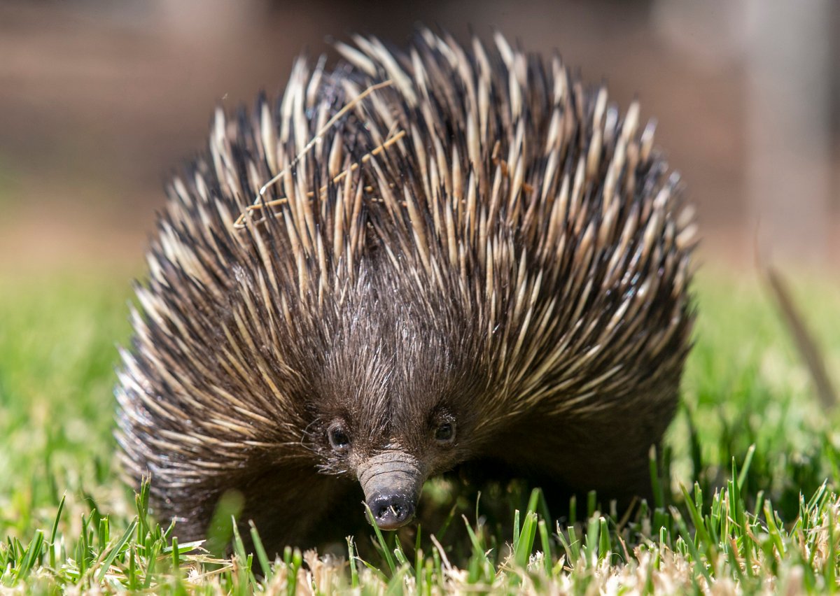 Echidna close-up