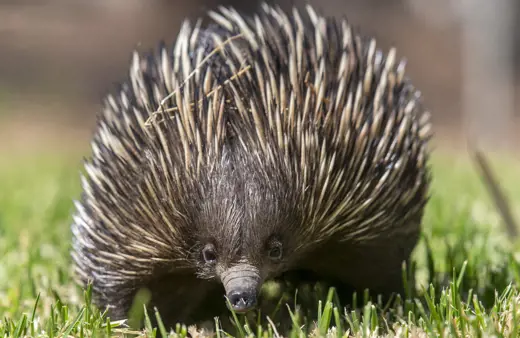 Echidna close-up