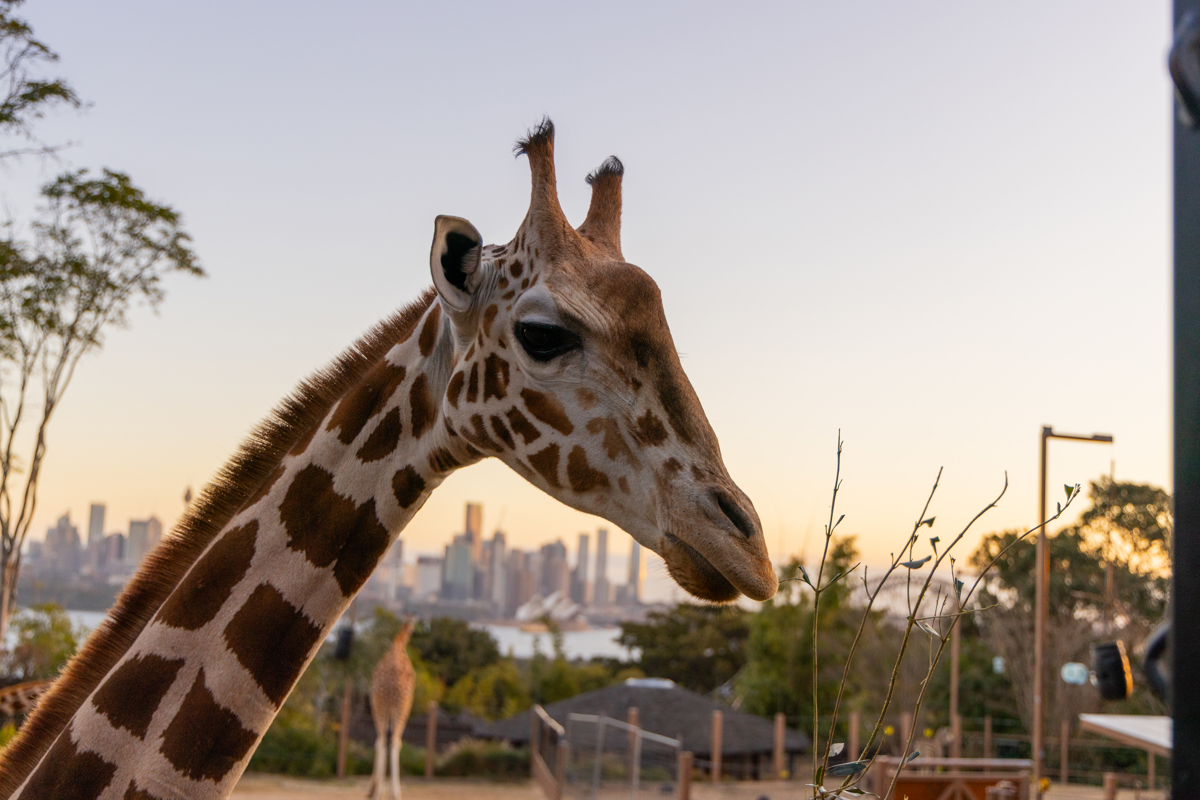 Giraffe in front of the Sydney skyscape